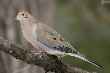 A mourning dove sitting on a branch of a tree in Ontario, Canada at a cold day in winter.