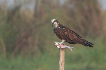 Osprey perched on branch