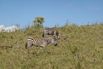 Kenya - Savannah - Zebra