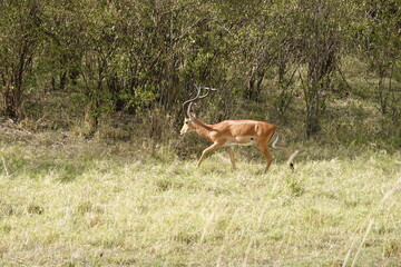 Kenya - Savannah - Impala