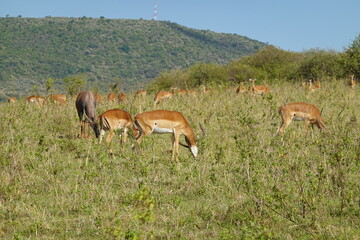 Kenya - Savannah - Impala and Topi