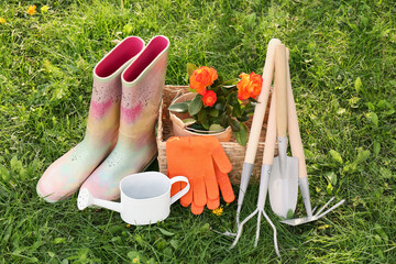 Pair of gloves, gardening tools, blooming rose bush and rubber boots on grass outdoors