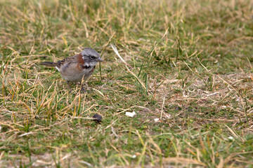 little sparrow looking for food in the grass