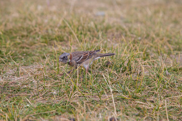 little sparrow looking for food in the grass