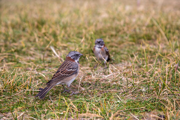 little sparrow looking for food in the grass