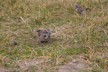 little sparrow looking for food in the grass