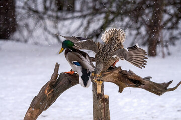 female mallard losing fight for perch