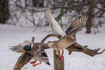 mallards falling off a perch