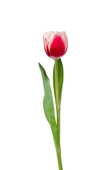 Single stem pink red spring tulip flower isolated cutout on transparent