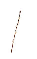 Pussy willow spring stem isolated cutout on transparent