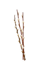 Three Pussy willow spring stems isolated cutout on transparent - obrazy, fototapety, plakaty
