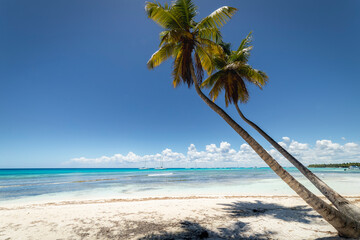 Tropical beach in caribbean sea, idyllic Saona island, Dominican Republic