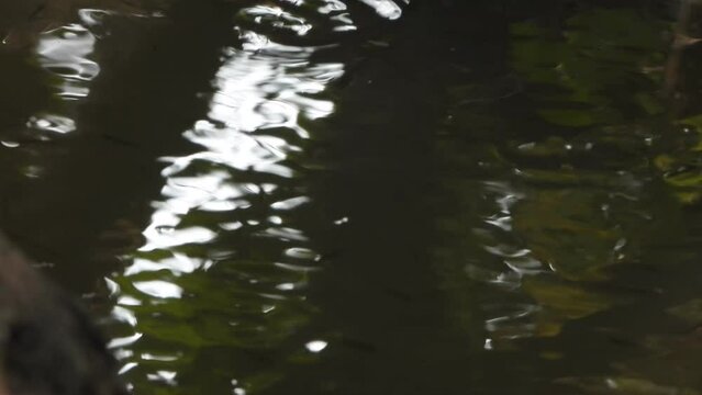 Small fish - swimming - playing on water .