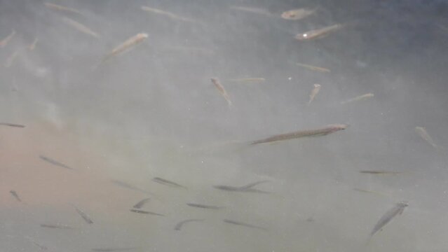 Small fishes in water - clean - group .