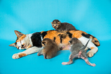 Close Up of a mother striped domestic cat with her three dark colored kittens which are only a few weeks old against a turquoise background, they are happily suckling and playing