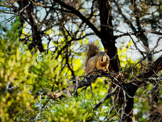 squirrel in the tree