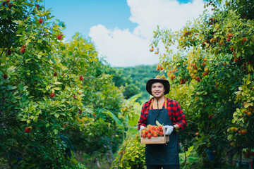 Asian farmer holding fresh rambutan. smiling happy young man working in orchard