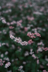 pink flower in the garden