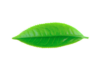 Fototapeta na wymiar tea leaf on transparent png