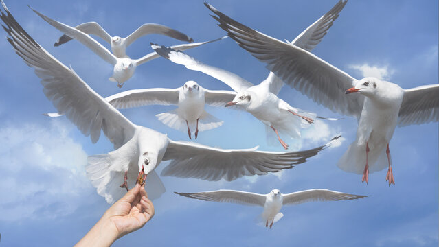 flock of flying seagulls bird rush to human hand holding food with background of drametic sunset sky