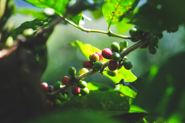 Closeup view branches of Arabica coffee plants. Organic caffeine. Coffee Plantation.