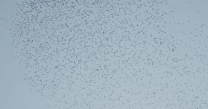 A large formation of a shoal of birds in the sky