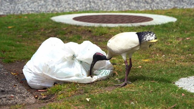 Australian white ibis, threskiornis molucca known as bin chicken rummaging the garbage, scavenging on rubbish dumped by human at the park, plastic wastes, destruction of ecosystem, Queensland.