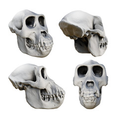 3d rendering of fossil gorilla skull bones from various perspective view angles © arda