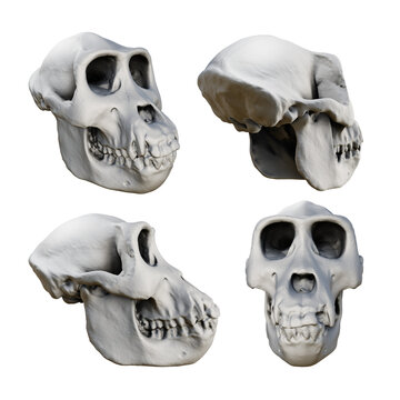 3d rendering of fossil gorilla skull bones from various perspective view angles