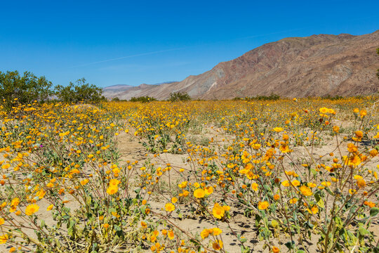 Desert Gold Sunflowers Super bloom in Anzo Borego