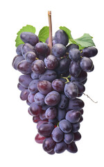 Bunch grape isolated 