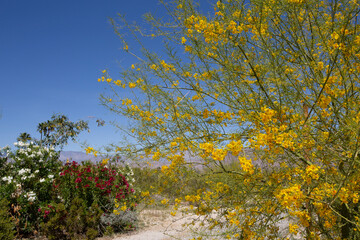Fototapeta premium Colorful Springtime Landscape in the Anza Borrego Desert