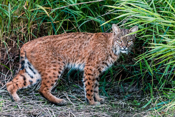 Bobcat Full Profile
