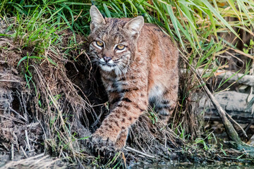 Bobcat Hunting 