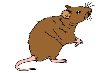 Mouse, Rat, Mice Vector