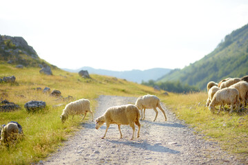 Fototapeta premium Herd of sheeps with tags on ears are grazing on pasture in mountain valley. Wool and food production. Growing livestock is a traditional direction of agriculture. Animal husbandry