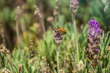 flowers and bees