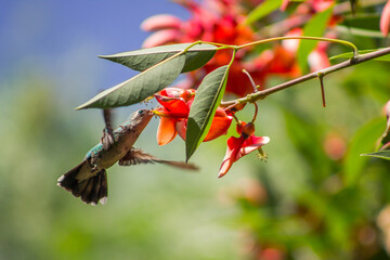 flower hummingbird and flowers