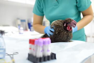 Vet doctor checkup chicken in clinic. Veterinary doing tests and vaccination for farm birds and...