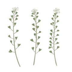 shepherd's purse, field flowers, vector drawing wild plants at white background, floral elements, hand drawn botanical illustration