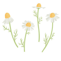 wild chamomile, field flowers, vector drawing plants at white background, floral elements, hand drawn botanical illustration