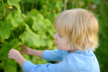 Little child picking a fresh organic cucumber while harvesting of vegetables in home garden or greenhouse. Healthy homegrown vegetarian food for kids. Summer vacation in the village with grandparents