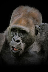 Obraz premium gorilla