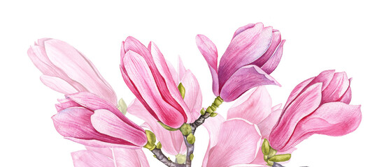 watercolor drawing flowers of pink magnolia at white background , hand drawn botanical illustration, floral background