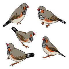 vector drawing bird, Sunda zebra finch, hand drawn songbird, isolated nature design element © cat_arch_angel
