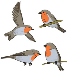 vector drawing bird, robin redbreast , hand drawn songbird, isolated nature design element