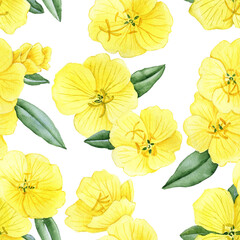 watercolor seamless pattern with drawing flower of yellow oenothera, evening primrose at white background , hand drawn botanical illustration