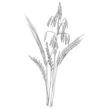 recommend clip art: vector drawing bouguet of grass plants, oat,wheat and rye,line drawing floral elements, hand drawn illustration