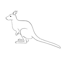 Fototapeta premium vector drawing sketch of animal, hand drawn kangaroo, isolated nature design element