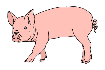 Pig Vector